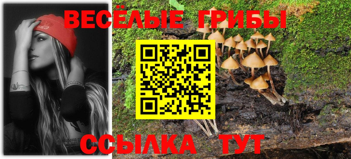 магазин продажи наркотиков  Вход с VPN  Нальчик  Псилоцибиновые грибы Psilocybine cubensis 